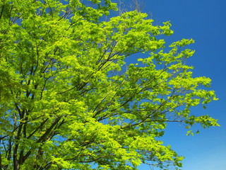 新緑の欅と青空