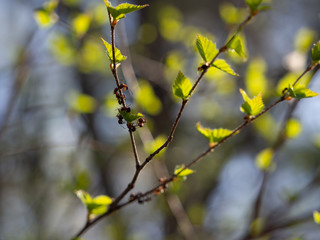 Ants on a tree branch with young leaves. Blurred background.