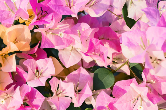 Close up pink flowers. - Powered by Adobe