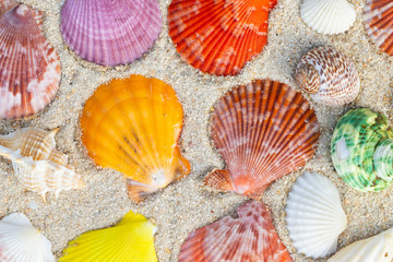 Sea Shell on sands. summer time background.