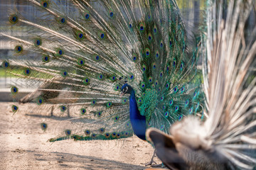 Peacock in Mejigirya park zoo, Ukraine