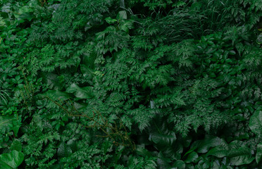 Naklejka na ściany i meble Green Leaves pattern background and Natural wallpaper