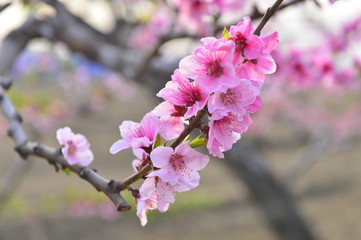 In full bloom in the peach blossom