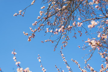 Flowering apricot branches against the blue sky.