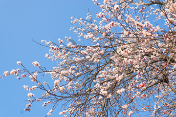 Flowering apricot branches against the blue sky.