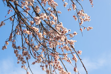 Flowering apricot branches against the blue sky.