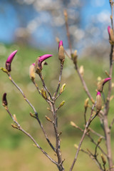 The first spring flowers of magnolia on a tree in a city park