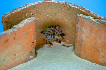 Close-up photography of a group of paper wasps building a nest under a Spanish roof tile. Captured at the Andean mountains of central Colombia.