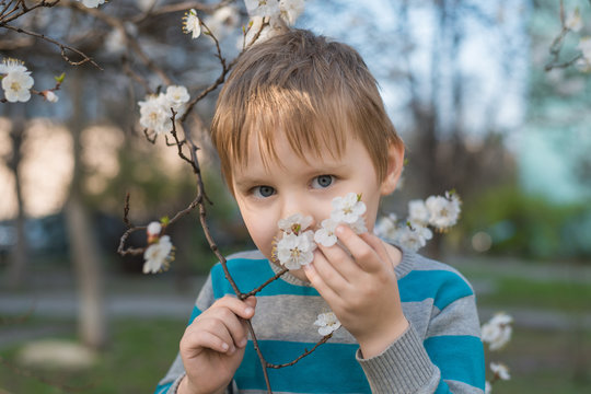 Little Boy Smelling Flowers On The Tree.