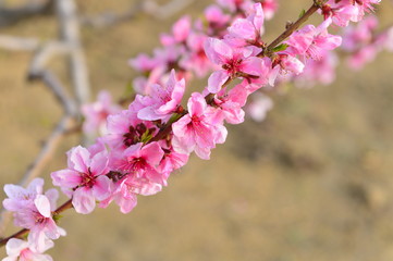 In full bloom in the peach blossom