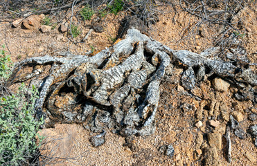 Decomposing Arizona prickly pear cactus.