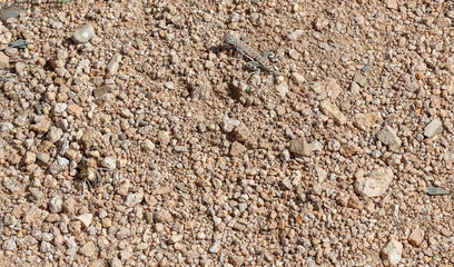 The Arizona desert provides camouflage protection for wildlife, including this well hidden lizard.