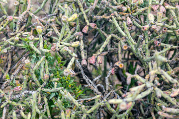Prickly tangles of Arizona pencil cholla cactus.