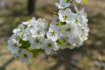 Pear flower in full bloom in spring
