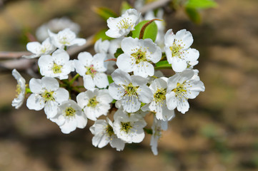 Pear flower in full bloom in spring
