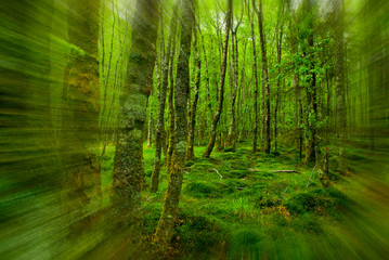 Fototapeta na wymiar forest, Killarney National Park, County Kerry, Ireland
