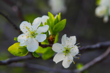 blooming cherry orchard in spring. Many flowers on the branches of trees