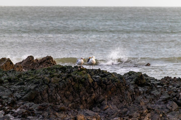 Sea Bird coming in to land