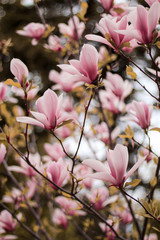 beautiful pink magnolia tree