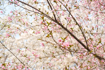 Close up white sakura flower blossom on tree in spring seasonal,natural background