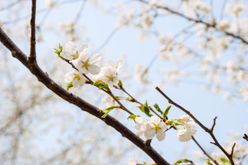 Close up white sakura flower blossom on tree in spring seasonal,natural background