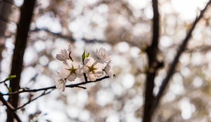 Close up white sakura flower blossom on tree in spring seasonal,natural background