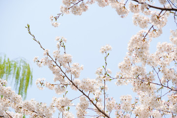 Close up white sakura flower blossom on tree in spring seasonal,natural background