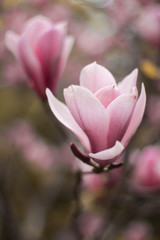 Fototapeta na wymiar beautiful pink magnolia flower