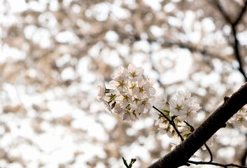 Close up white sakura flower blossom on tree in spring seasonal,natural background