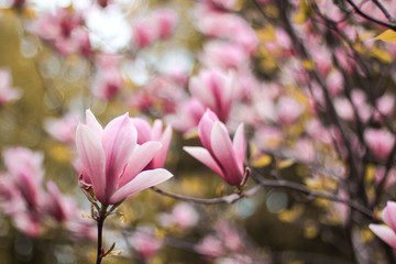 beautiful pink magnolia flower