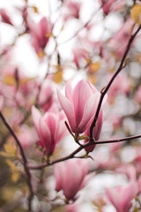 beautiful pink magnolia flower