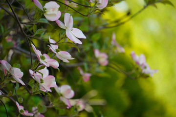 ハナミズキー緑の背景の後ろボケにハナミズキの花