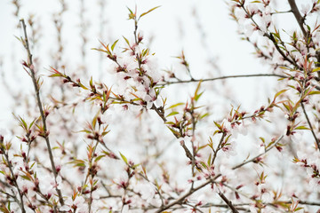 Close up white sakura flower blossom on tree in spring seasonal,natural background