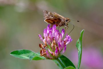 Macro photography of a skipper butterfly feeding on a red clover flower, with a clear view of its proboscis. Captured at the Andean mountains of central Colombia.
