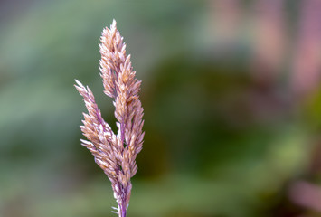 Macro photography of a full developed spike of grass. Captured at the Andean mountains of central...