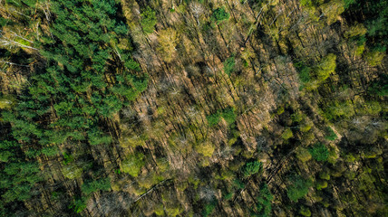 Spring forest with long shadows, top down drone view