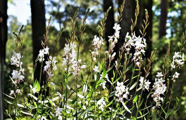 White flower of Gaura lindheimeri or Whirling Butterflies on blurred garden background, Spring in Georgia USA.