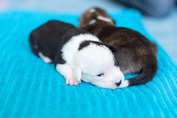 white and black welsh corgi cardigan puppy on blue carpet. Small dog sleep in the house