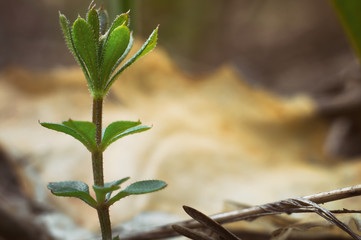 Gentle green plant spring sprout in the forest against the backdrop of wild nature closeup