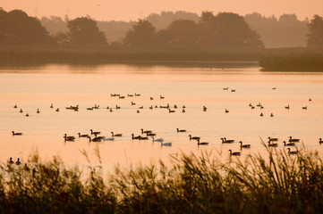 Enten im See bei Sonnenuntergang