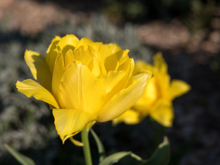 Tulipe fraîchement ouverte