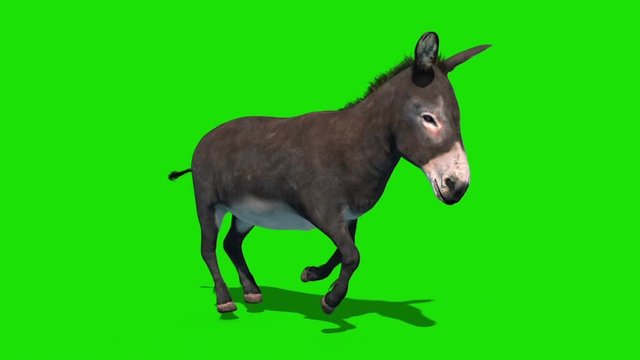 Donkey Animal Runcycle Green Screen Front Loop 3D Rendering Animation