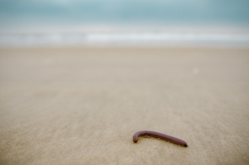 Centipede in the sand of the beach