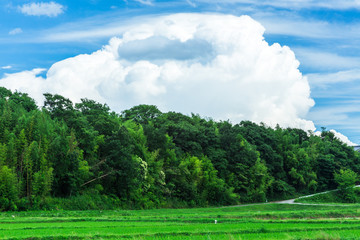 ひまわり畑と入道雲