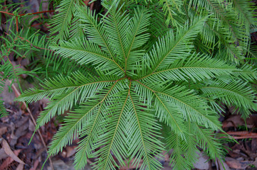 View from above on green lush fern