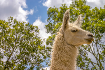 Portrait of a white llama against some threes and the sky. Captured at the Andean mountains of central Colombia.