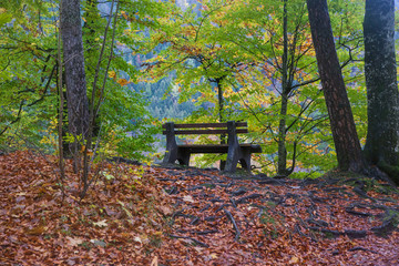 A bench in an autumn forest