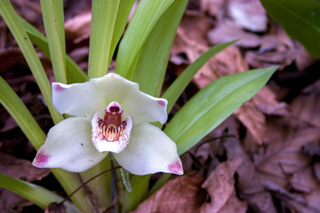 Close-up photography of a white Pescatoria orchid flower. Captured at the Andean mountains of central Colombia.