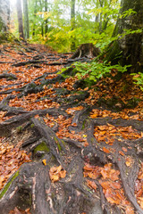 Roots in autumn
