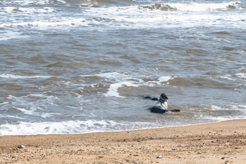 Seal lying on a beach in Norfolk England.